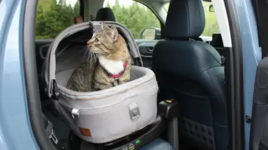 The Tavo Maeve Pet Car Seat installed in the back seat of a car with a gray cat in it.