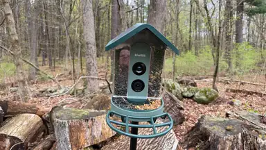 Kiwibit 2 Bird Feeder in front of  a wooded area.