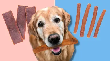 Golden retriever holding a chew stick between examples of long-lasting dog chews, including chew strips and sticks, against a split pink and blue background.