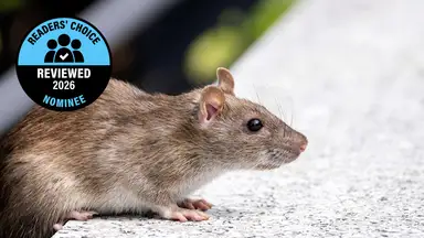 A rat perches on concrete
