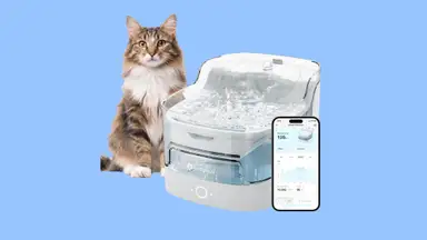 A cat stands next to a cat water fountain with a phone showing the fountain app.