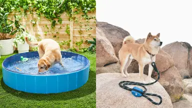 A swimming pool and leash poop bag holder