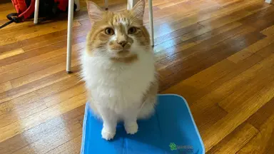 An orange and white cat sits on a pet cooling mat on top of a wood floor