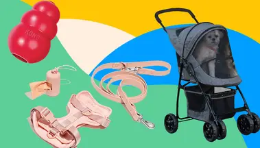 KONG toy in red, dog harness in pink and dog stroller with dog inside on a colorful background