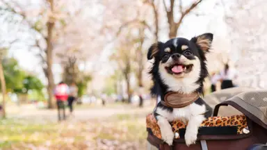A dog in a pet stroller in the park.