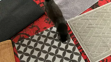 A black cat walks across cat litter mats.