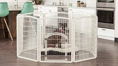 A dog relaxing in his dog pen in the kitchen.