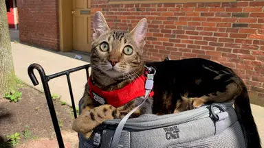 Staff Writer Lily Hartman's cat Arya on a walk in her cat harness.