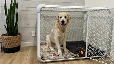 Large Golden Retriever dog inside of the Diggs Evolv Dog Crate on top of hardwood floor of residential home.