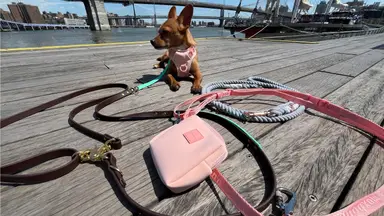 A small breed dog laying on wooden boardwalk surrounded by colorful hands-free leashes.
