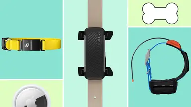 Four dog trackers and a cartoon dog bone on a colorful background