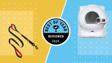 A dog leash and a cat litter box on a gold and blue background