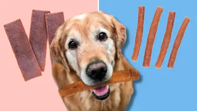 Golden retriever holding a chew stick between examples of long-lasting dog chews, including chew strips and sticks, against a split pink and blue background.