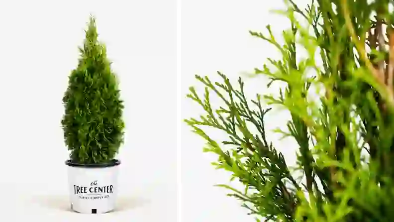 The 16 best places to buy outdoor plants online - Reviewed
