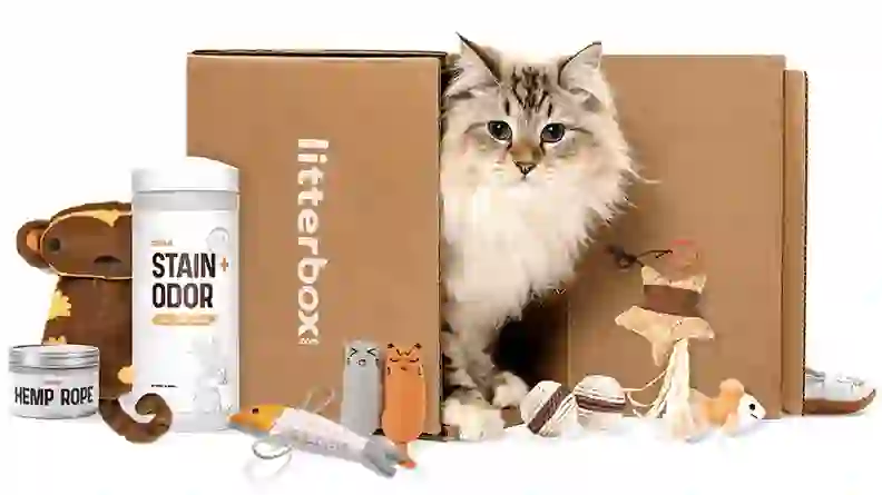 The best cat subscription boxes you can buy - Reviewed