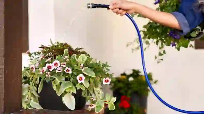 Bloomscape review: An easy-to-use plant delivery service - Reviewed