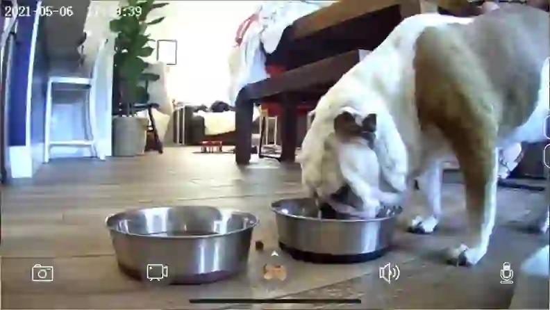 8 Best Smart Pet Cameras of 2026 - Reviewed