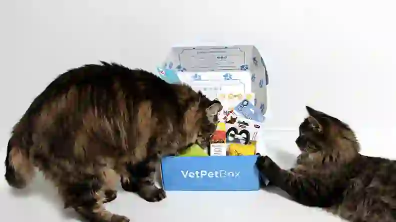 The best cat subscription boxes you can buy - Reviewed