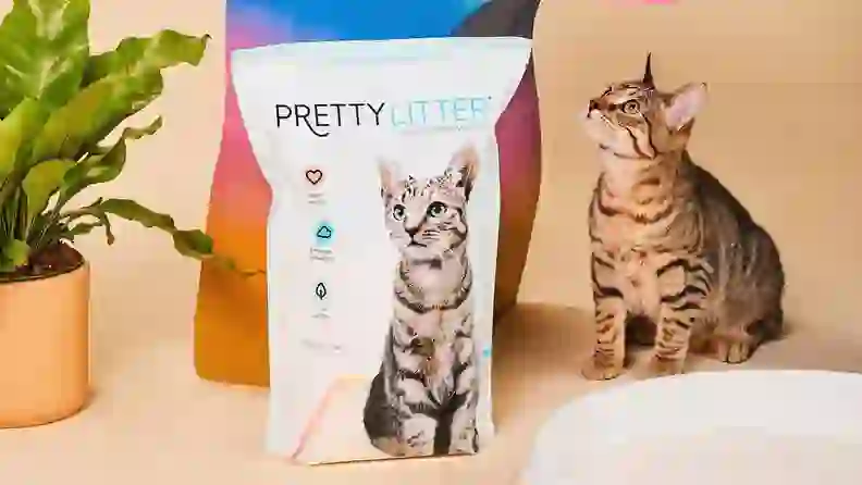 PrettyLitter review: Is this health-monitoring cat litter worth the ...