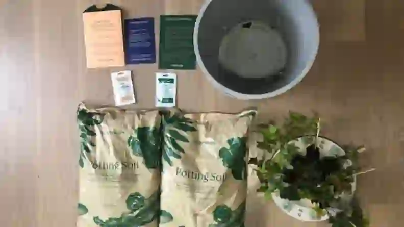 Bloomscape review: An easy-to-use plant delivery service - Reviewed