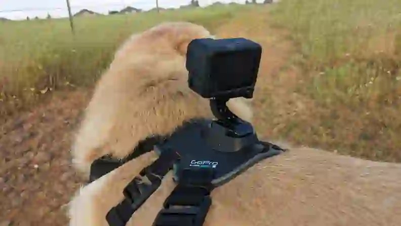 GoPro Fetch Dog Harness Review: Is the pet camera mount worth it ...