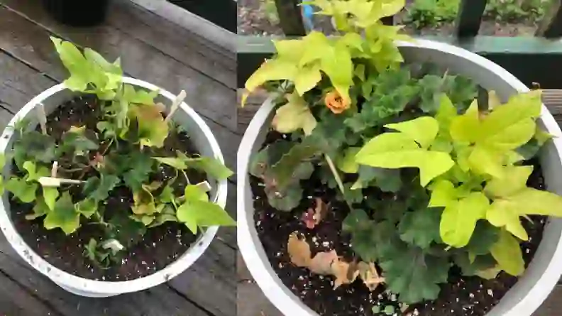 Bloomscape review: An easy-to-use plant delivery service - Reviewed