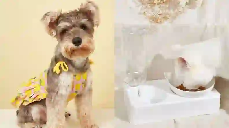 The best places to buy pet supplies online - Reviewed