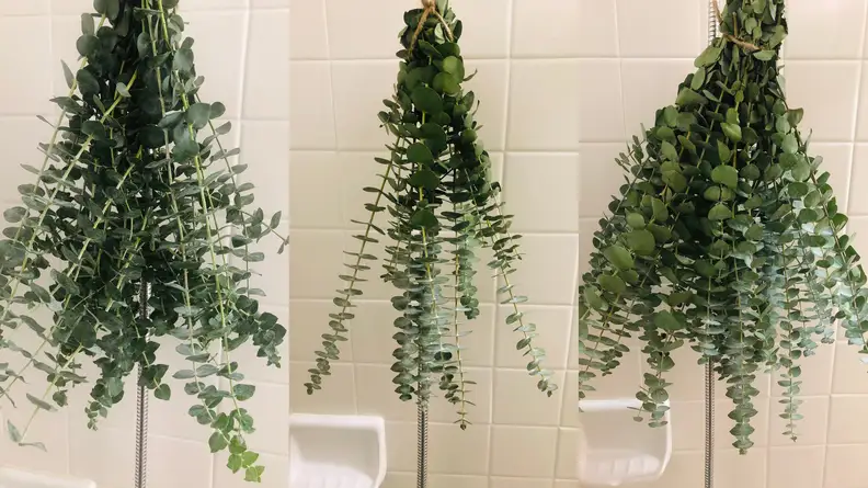 Bunch of eucalyptus hanging.