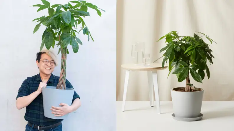 Money trees are often considered a symbol of prosperity, making them the perfect housewarming gift.