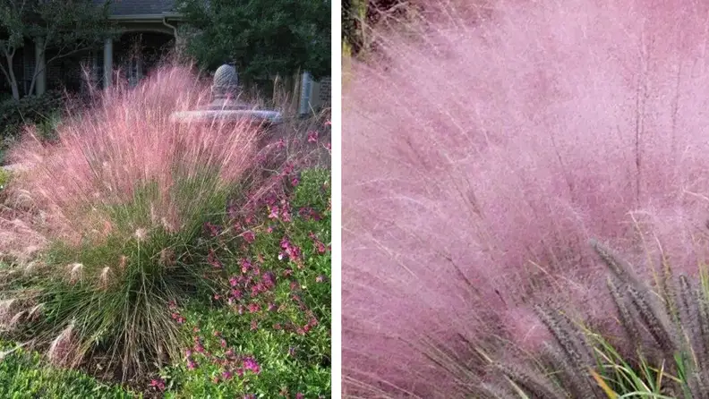 Etsy pink muhly grass growing in a yard next to a close up photo of it
