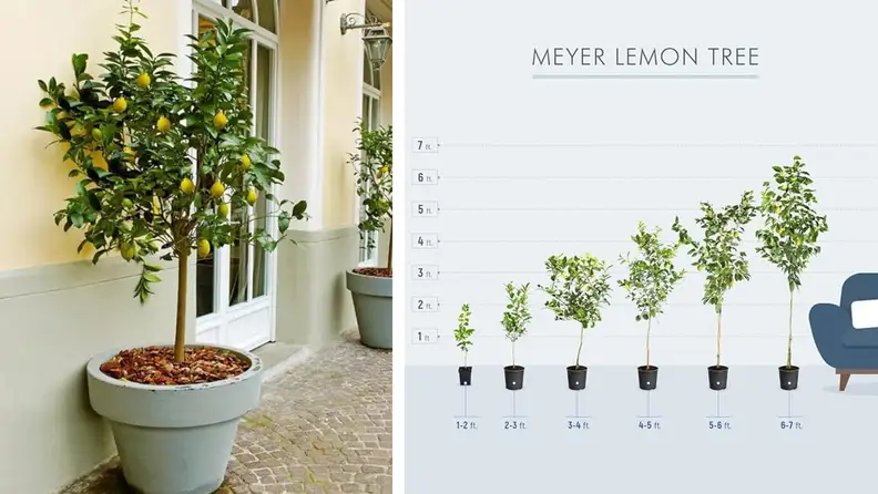 Brighter blooms meyer lemon tree next to a height chart of a lemon tree