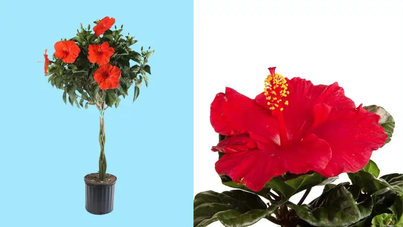 Costa farms potted hibiscus next to a close up of a red hibiscus