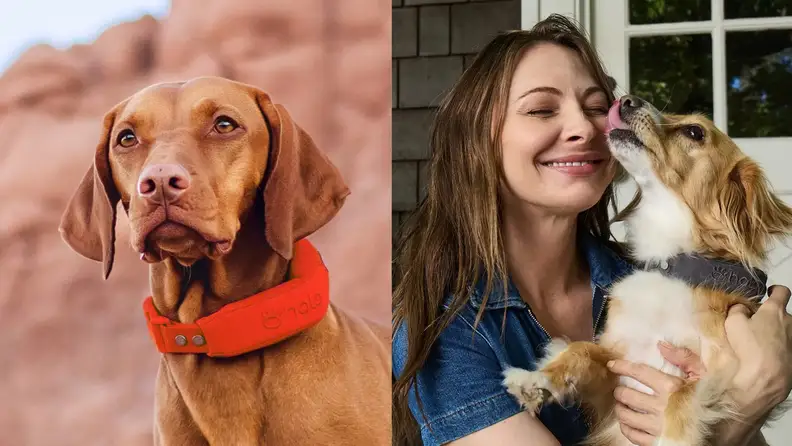 Two dogs, with a woman hugging one