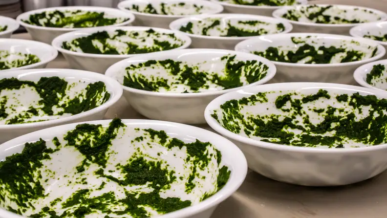 An array of bowls is lined up, all methodically covered in pureed spinach