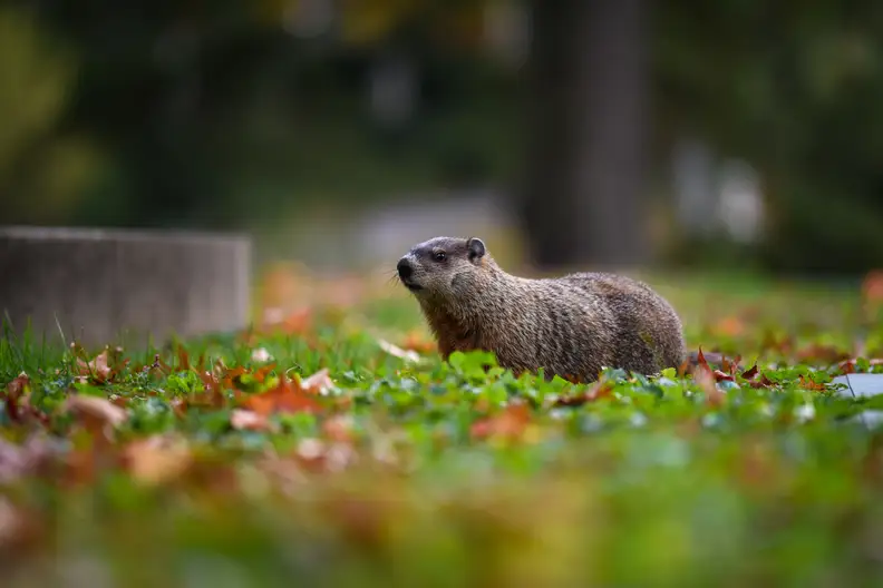 The focus system and capture speed of the D750 allows you lock in on erratic subjects.