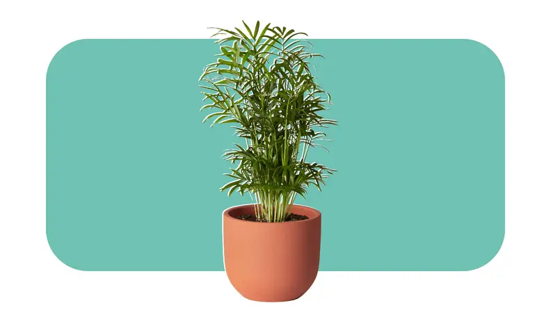 Tall Parlor Palm plant potted in clay colored pot.