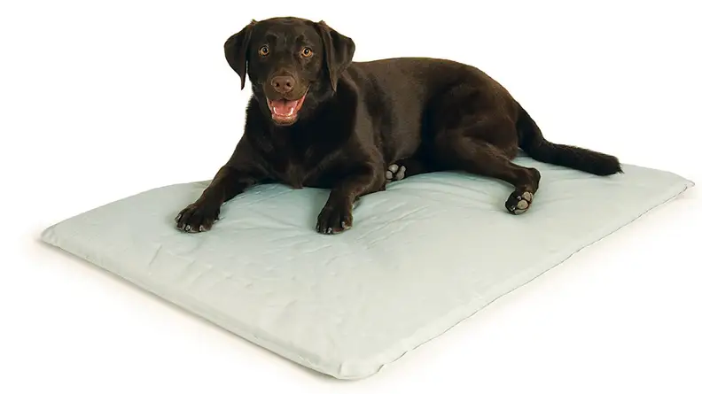 Tech products for your dog