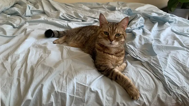 A cat looks into the camera, laying on the Riley Percale sheets.