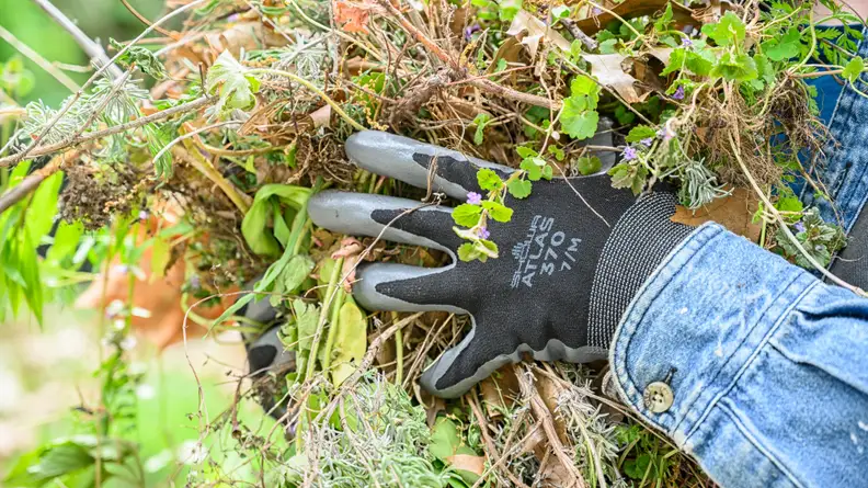 A gardening-gloved hand splays out over some underbrush, going in to grab a large handful.