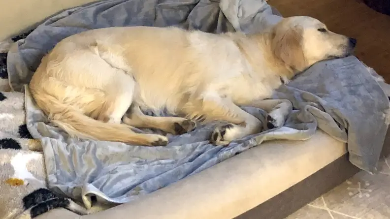 A golden retriever lays on top of a dog bed wrapped in blankets