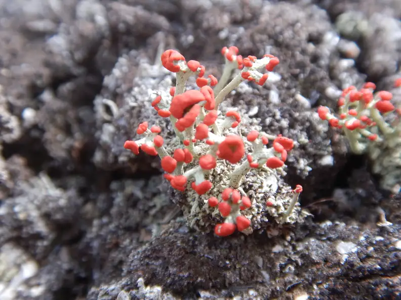 A photo taken by the Nikon Coolpix AW130.