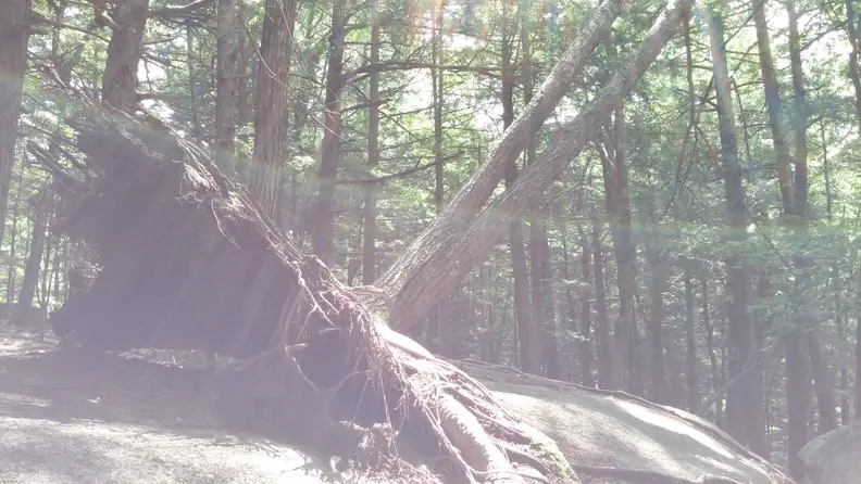 An example of the lens flare on with the LG G3's camera.