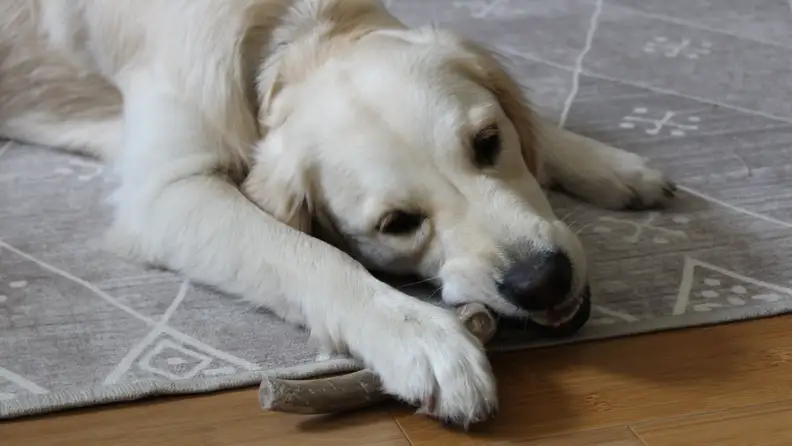 An image of a dog lying across a rug while chewing a bone.