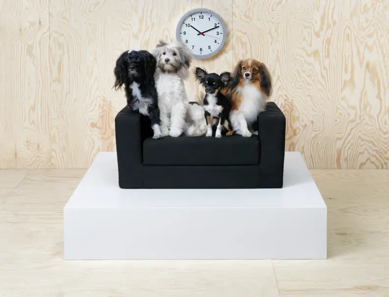 A convertible couch for pets