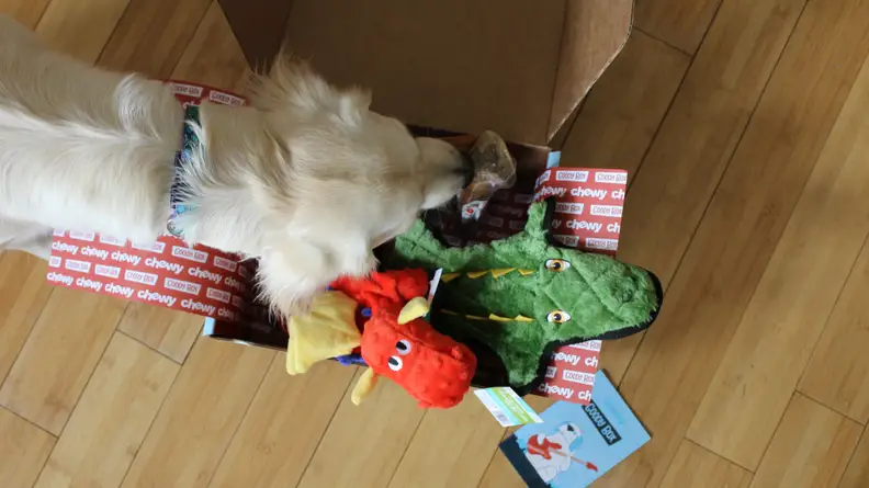When we opened the box, Addy went right for the marrow bone.