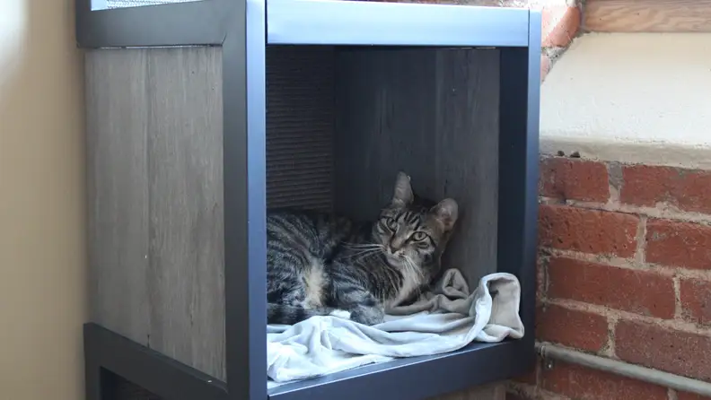 Nugget quickly took to the AutoPets Cat Tower.