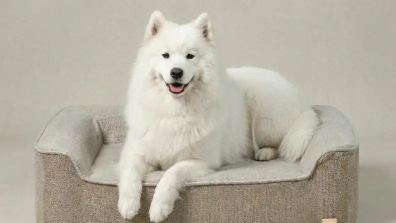A white dog lays on a large pet bed