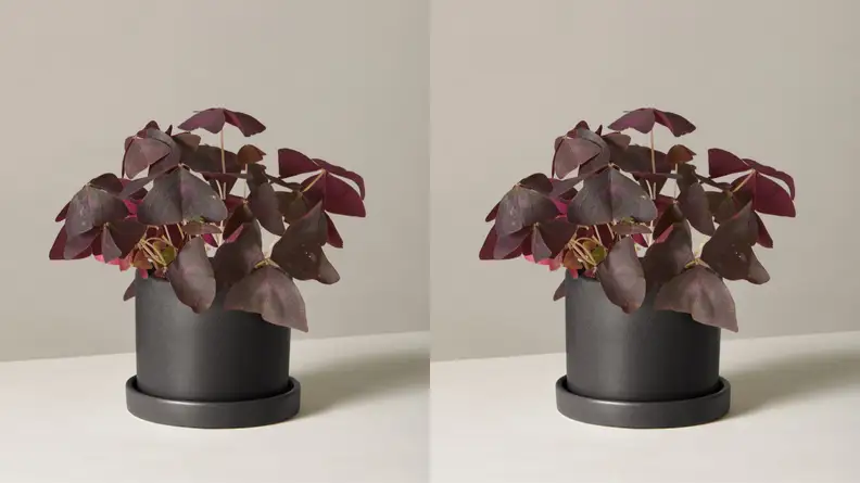 Purple oxalis