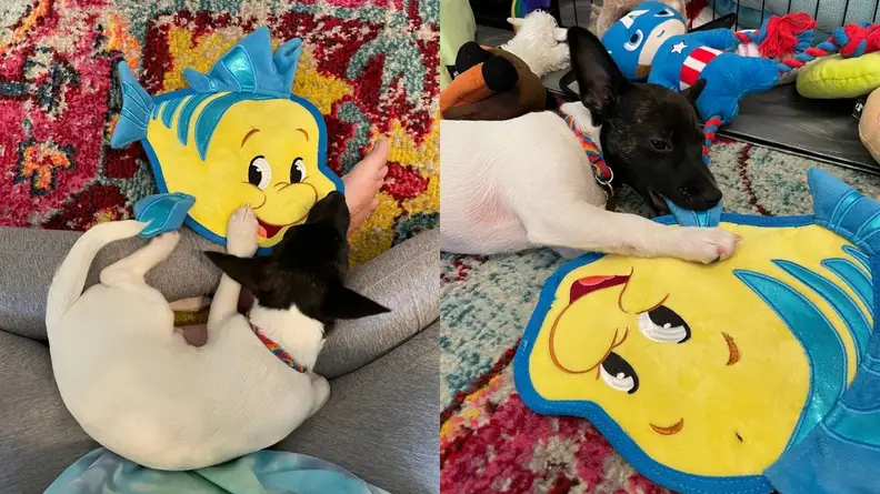 Flounder Squeaky Toy