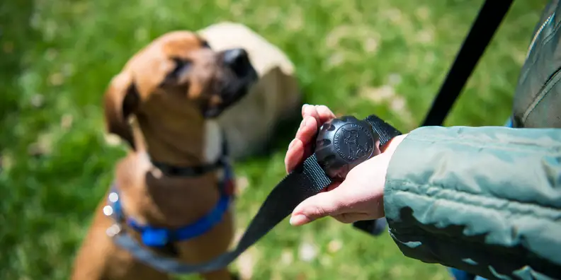 Products every dog mom needs